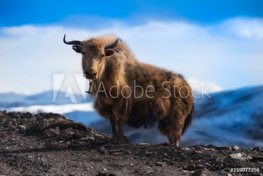 Bild på yak on the mountain
